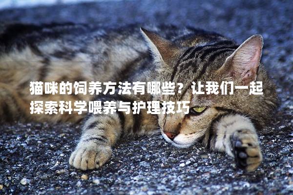 猫咪的饲养方法有哪些？让我们一起探索科学喂养与护理技巧