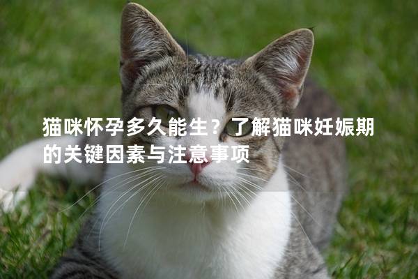 猫咪怀孕多久能生？了解猫咪妊娠期的关键因素与注意事项