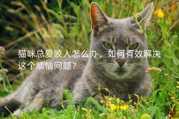 猫咪总爱咬人怎么办，如何有效解决这个烦恼问题？