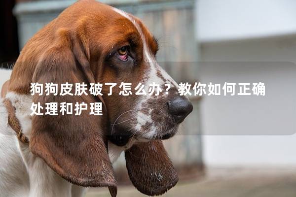 狗狗皮肤破了怎么办？教你如何正确处理和护理