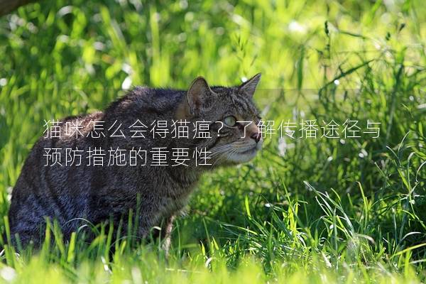 猫咪怎么会得猫瘟？了解传播途径与预防措施的重要性