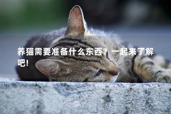 养猫需要准备什么东西？一起来了解吧!