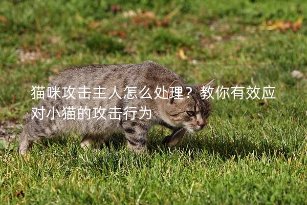 猫咪攻击主人怎么处理？教你有效应对小猫的攻击行为