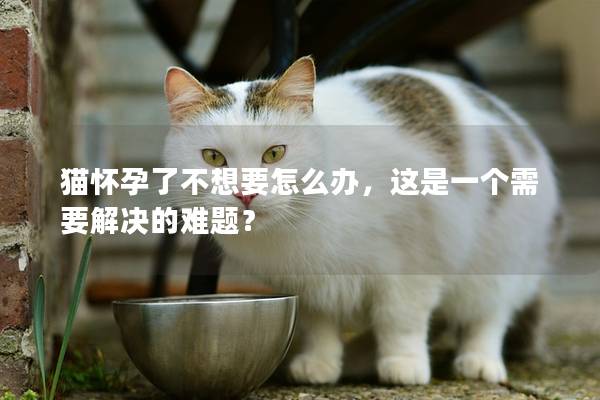 猫怀孕了不想要怎么办，这是一个需要解决的难题？