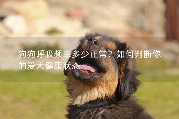 狗狗呼吸频率多少正常？如何判断你的爱犬健康状态