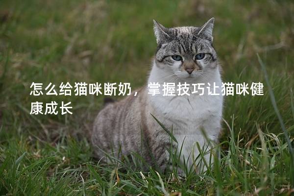 怎么给猫咪断奶，掌握技巧让猫咪健康成长