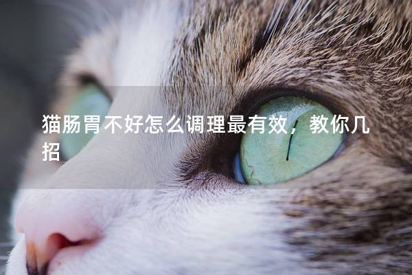 猫肠胃不好怎么调理最有效，教你几招