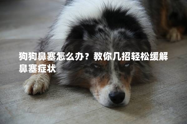 狗狗鼻塞怎么办？教你几招轻松缓解鼻塞症状