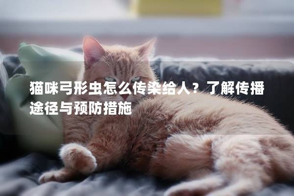 猫咪弓形虫怎么传染给人？了解传播途径与预防措施