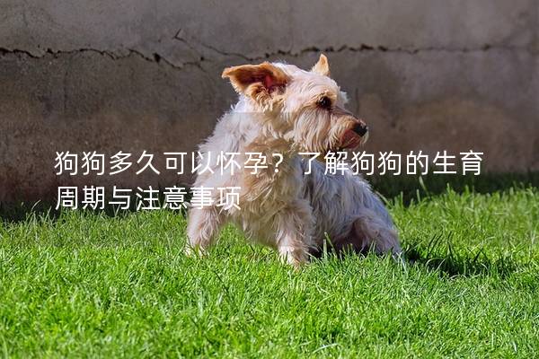 狗狗多久可以怀孕？了解狗狗的生育周期与注意事项