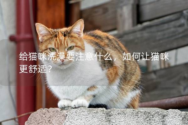 给猫咪洗澡要注意什么，如何让猫咪更舒适？