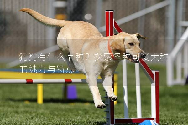 狗狗有什么品种？探索各种可爱犬种的魅力与特点