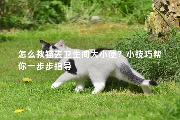 怎么教猫去卫生间大小便？小技巧帮你一步步指导