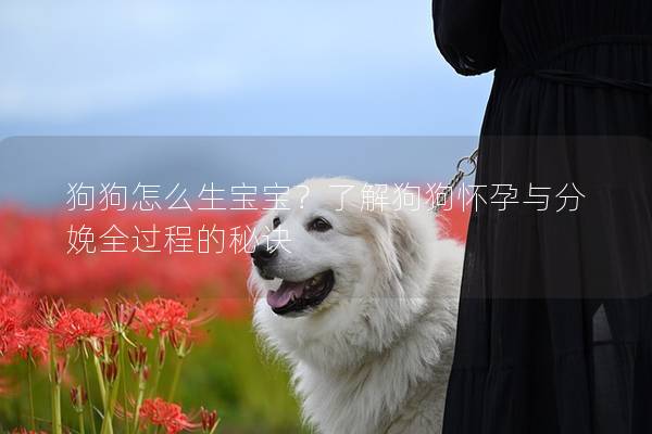 狗狗怎么生宝宝？了解狗狗怀孕与分娩全过程的秘诀