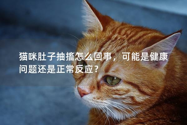 猫咪肚子抽搐怎么回事，可能是健康问题还是正常反应？