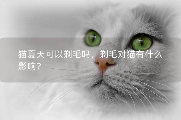 猫夏天可以剃毛吗，剃毛对猫有什么影响？