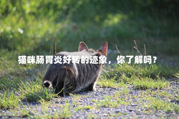 猫咪肠胃炎好转的迹象，你了解吗？