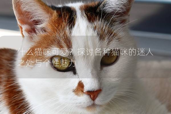 什么猫咪可爱？探讨各种猫咪的迷人之处与个性魅力