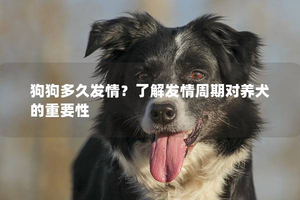 狗狗多久发情？了解发情周期对养犬的重要性