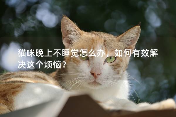 猫咪晚上不睡觉怎么办，如何有效解决这个烦恼？