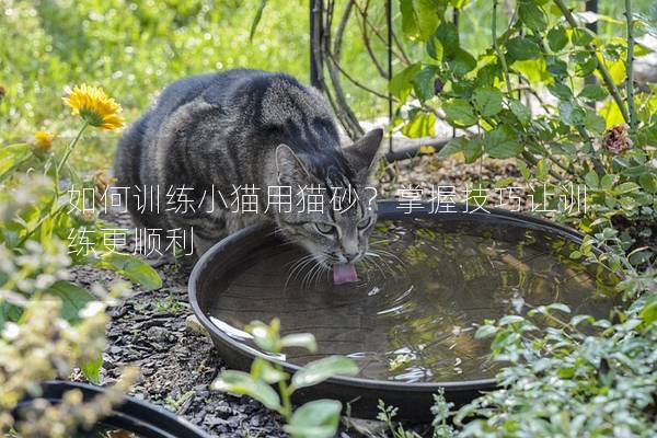 如何训练小猫用猫砂？掌握技巧让训练更顺利