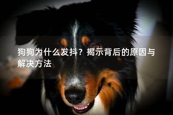 狗狗为什么发抖？揭示背后的原因与解决方法