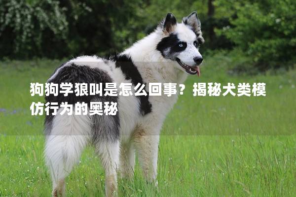 狗狗学狼叫是怎么回事？揭秘犬类模仿行为的奥秘