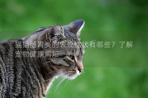 猫猫肠胃炎的表现症状有哪些？了解宠物健康需知