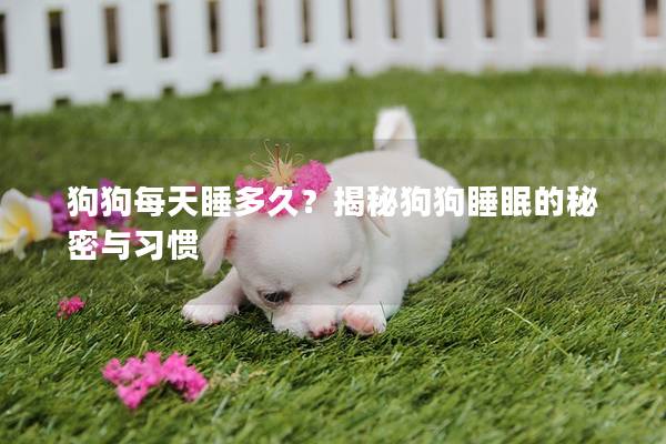 狗狗每天睡多久？揭秘狗狗睡眠的秘密与习惯