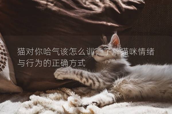 猫对你哈气该怎么训，了解猫咪情绪与行为的正确方式