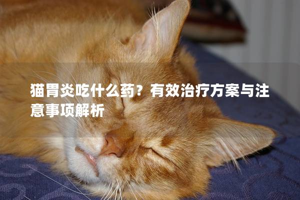 猫胃炎吃什么药？有效治疗方案与注意事项解析