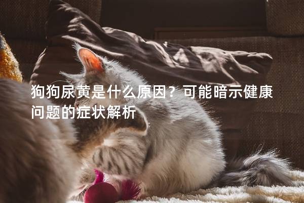 狗狗尿黄是什么原因？可能暗示健康问题的症状解析