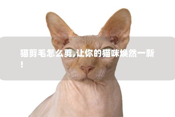 猫剪毛怎么剪,让你的猫咪焕然一新!