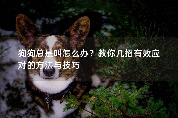 狗狗总是叫怎么办？教你几招有效应对的方法与技巧