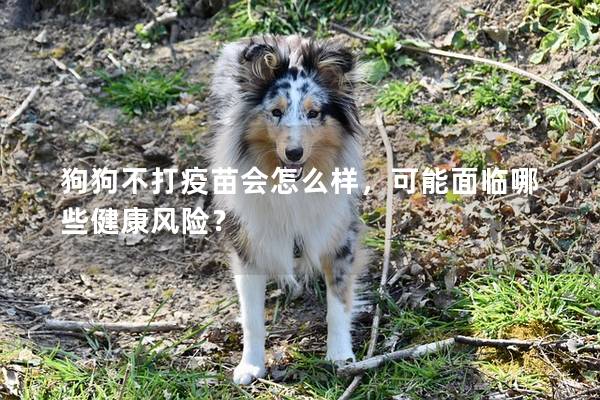 狗狗不打疫苗会怎么样，可能面临哪些健康风险？