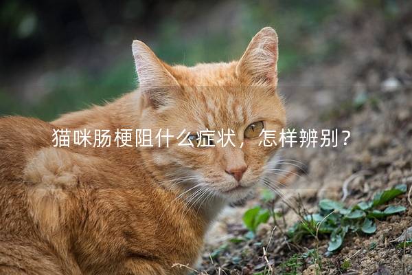 猫咪肠梗阻什么症状，怎样辨别？