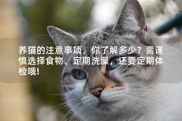 养猫的注意事项，你了解多少？需谨慎选择食物、定期洗澡，还要定期体检哦!