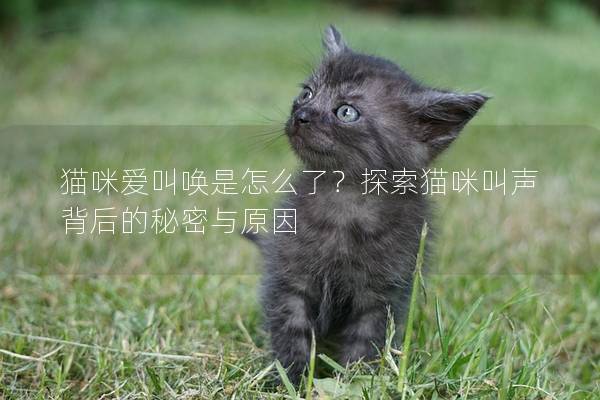 猫咪爱叫唤是怎么了？探索猫咪叫声背后的秘密与原因