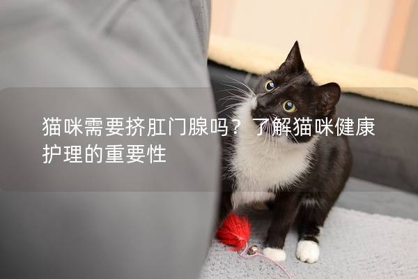 猫咪需要挤肛门腺吗？了解猫咪健康护理的重要性