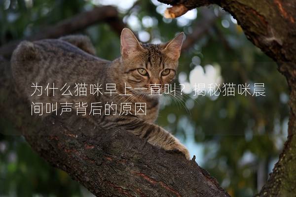 为什么猫咪早上一直叫？揭秘猫咪晨间叫声背后的原因