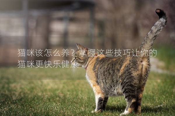 猫咪该怎么养？掌握这些技巧让你的猫咪更快乐健康