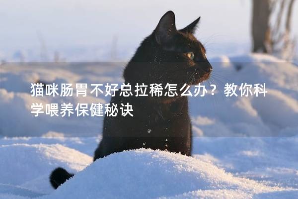 猫咪肠胃不好总拉稀怎么办？教你科学喂养保健秘诀