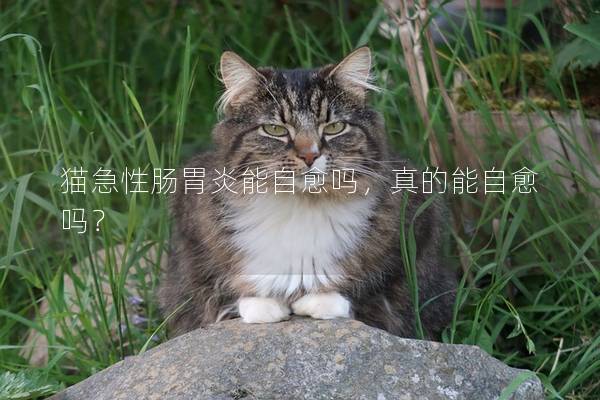 猫急性肠胃炎能自愈吗，真的能自愈吗？