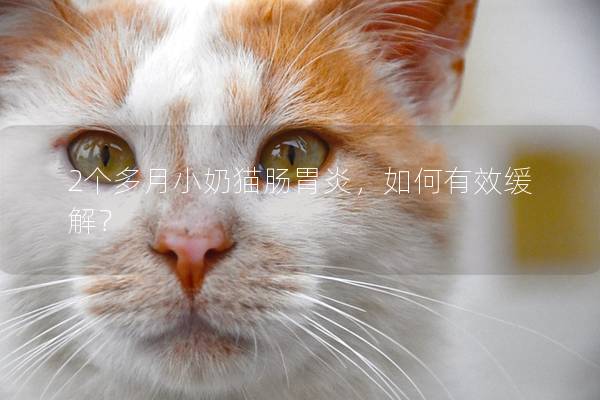 2个多月小奶猫肠胃炎，如何有效缓解？