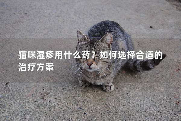 猫咪湿疹用什么药？如何选择合适的治疗方案