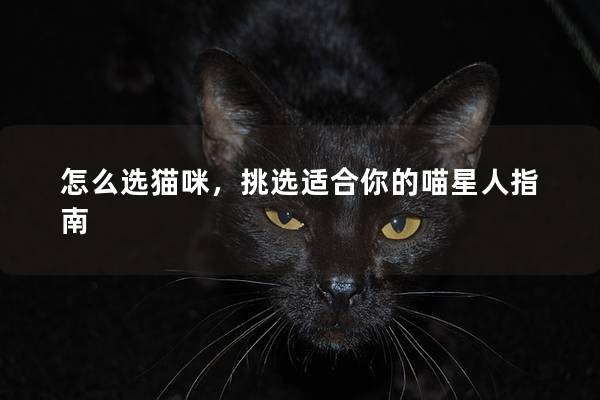 怎么选猫咪，挑选适合你的喵星人指南