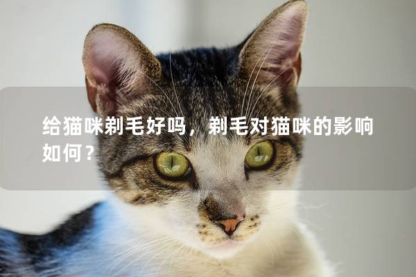 给猫咪剃毛好吗，剃毛对猫咪的影响如何？