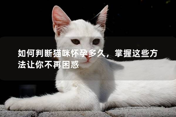 如何判断猫咪怀孕多久，掌握这些方法让你不再困惑