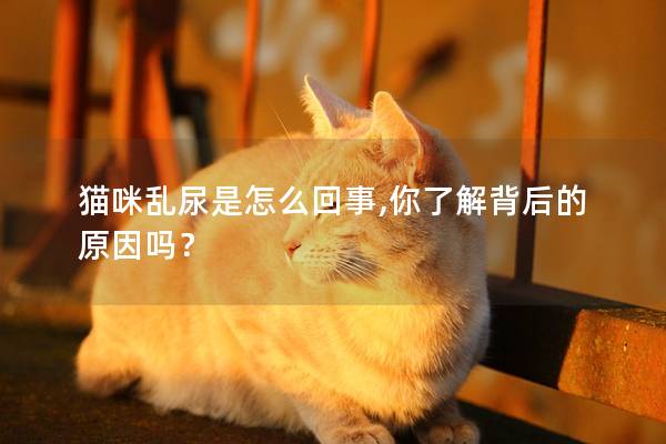 猫咪乱尿是怎么回事,你了解背后的原因吗？