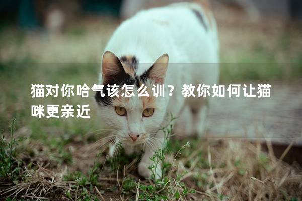 猫对你哈气该怎么训？教你如何让猫咪更亲近